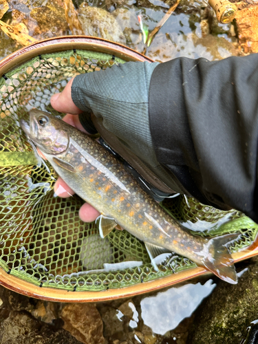 イワナの釣果