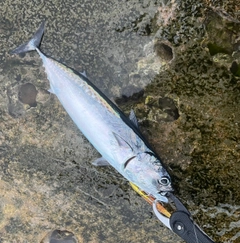 ソウダガツオの釣果