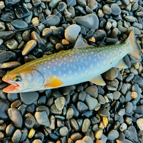 アメマスの釣果