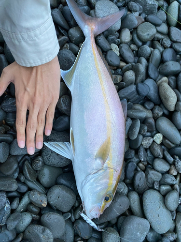 ショゴの釣果