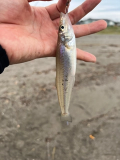 シロギスの釣果