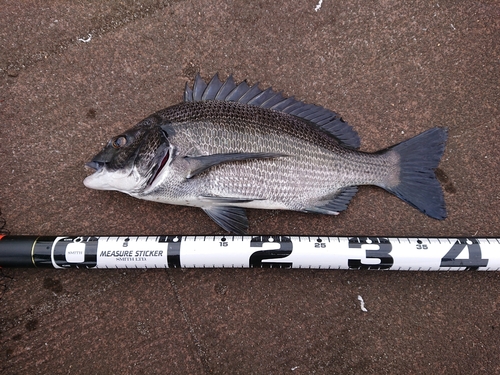 クロダイの釣果