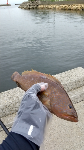 アコウの釣果