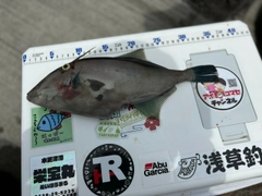 ウマヅラハギの釣果