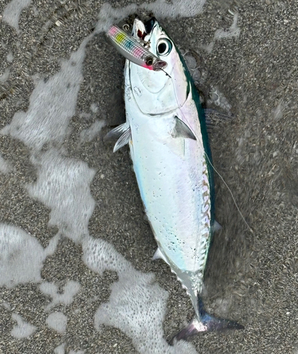 マルソウダの釣果