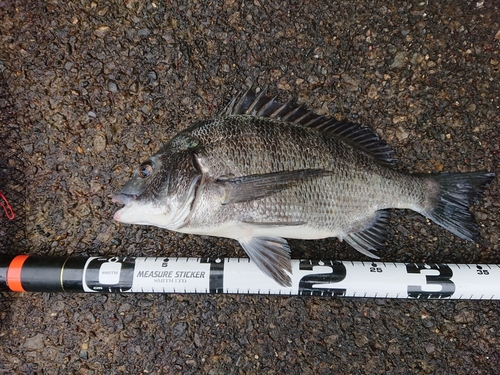 クロダイの釣果