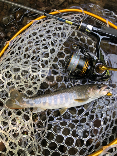 イワナの釣果