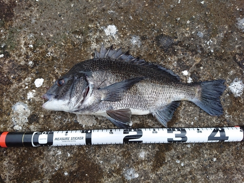 クロダイの釣果