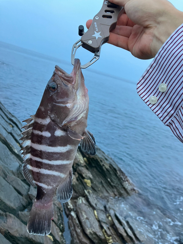 マハタの釣果