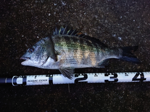 クロダイの釣果