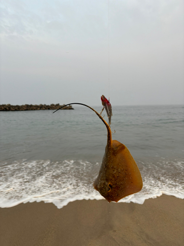 アカエイの釣果