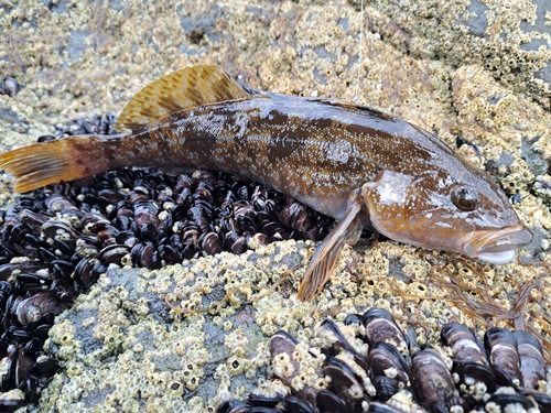 アイナメの釣果