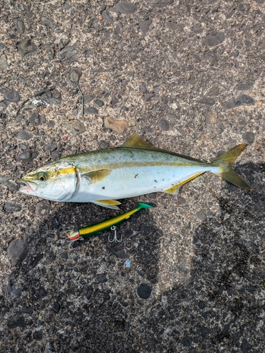 ワカシの釣果