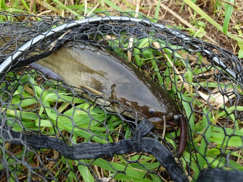 ナマズの釣果