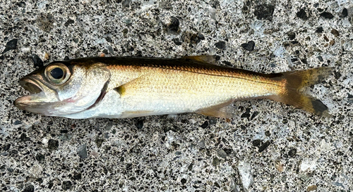 ムツの釣果