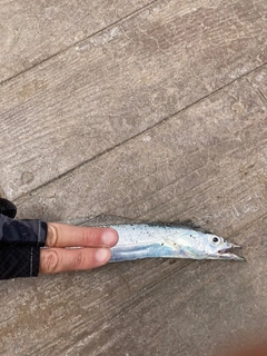 タチウオの釣果