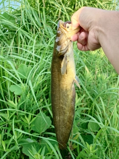 ナマズの釣果