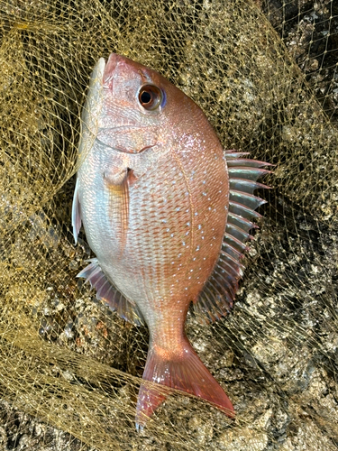 マダイの釣果