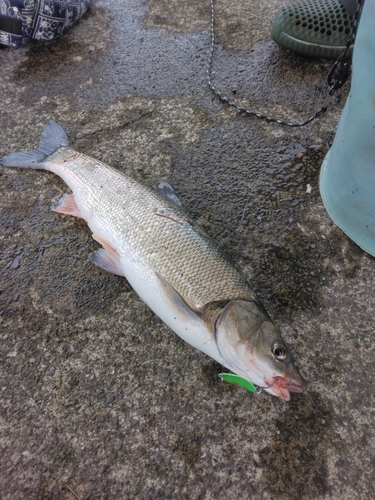 エゾウグイの釣果