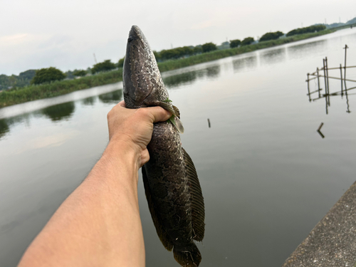 ライギョの釣果