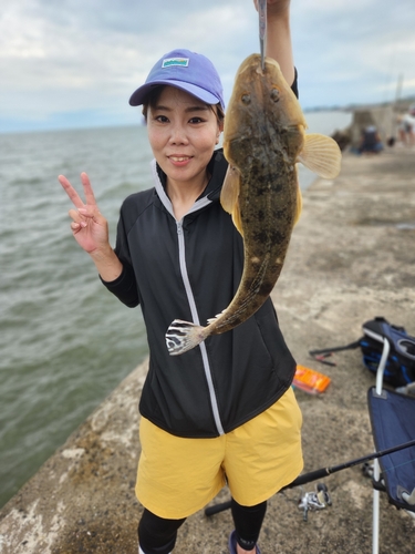 マゴチの釣果