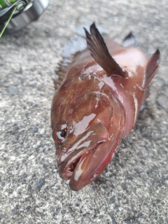 ヤミハタの釣果