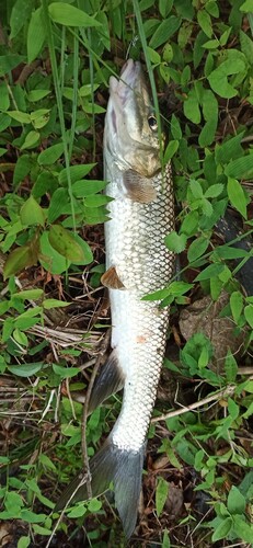 ニゴイの釣果