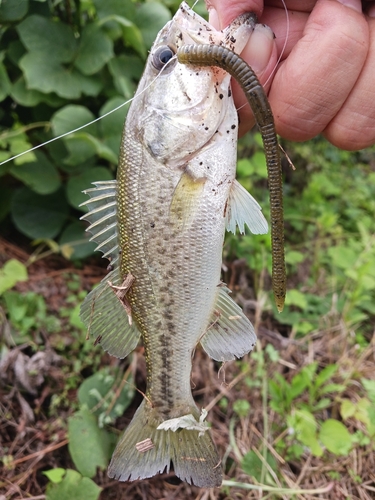 ラージマウスバスの釣果