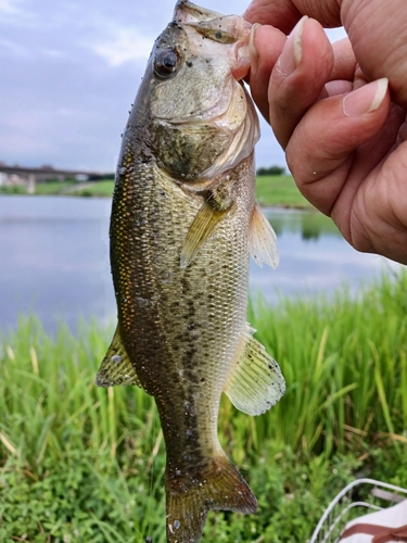 ラージマウスバスの釣果