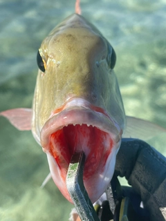 マトフエフキの釣果