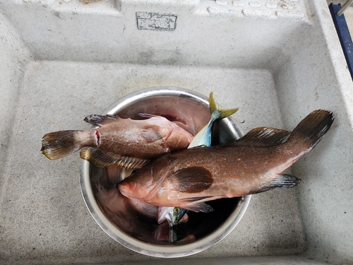 アコウの釣果