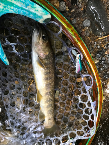 カワムツの釣果