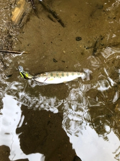 ヤマメの釣果