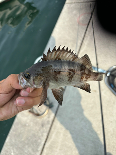 メバルの釣果