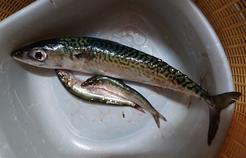 マサバの釣果