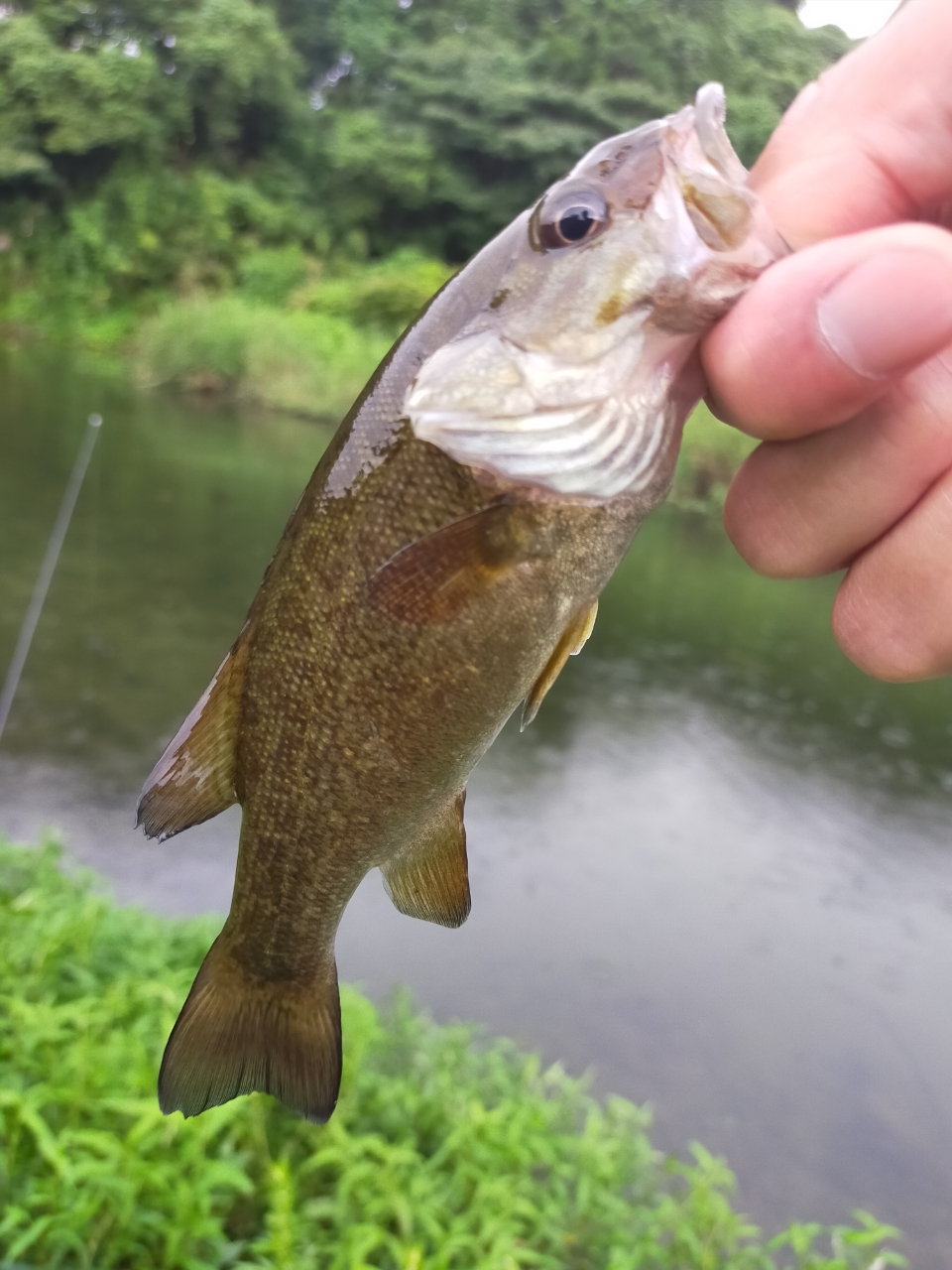 スモールマウスバス