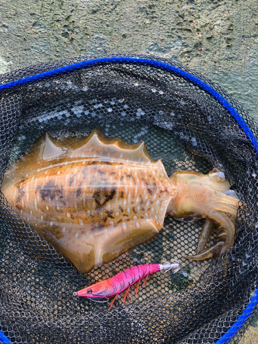 アオリイカの釣果