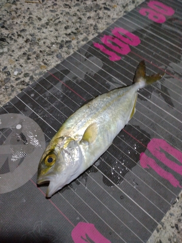 ショゴの釣果