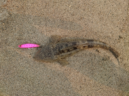 マゴチの釣果