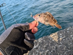 ガヤの釣果