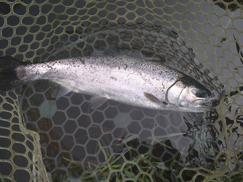 サクラマスの釣果