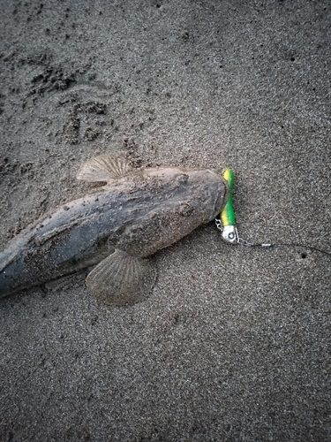 マゴチの釣果