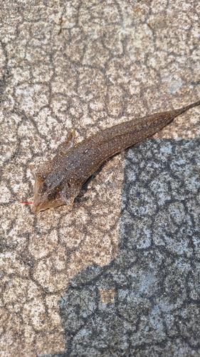 キスの釣果