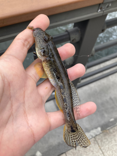 マハゼの釣果