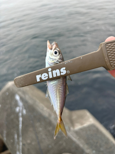 カマスの釣果