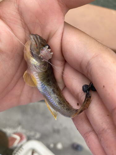 マハゼの釣果