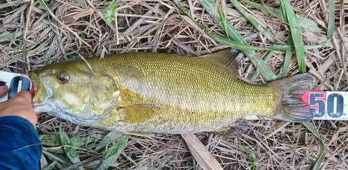 スモールマウスバスの釣果