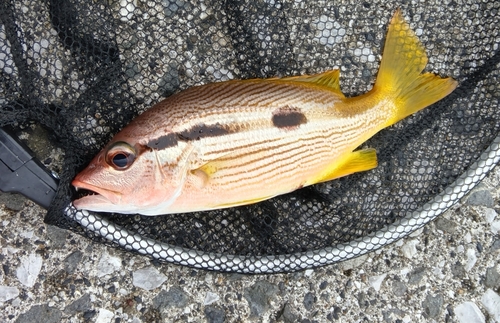 ヨコスジフエダイの釣果