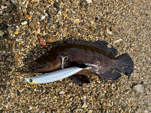 ヤミハタの釣果