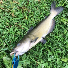 アメリカナマズの釣果